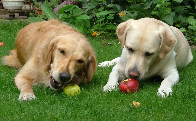 Apple dogs