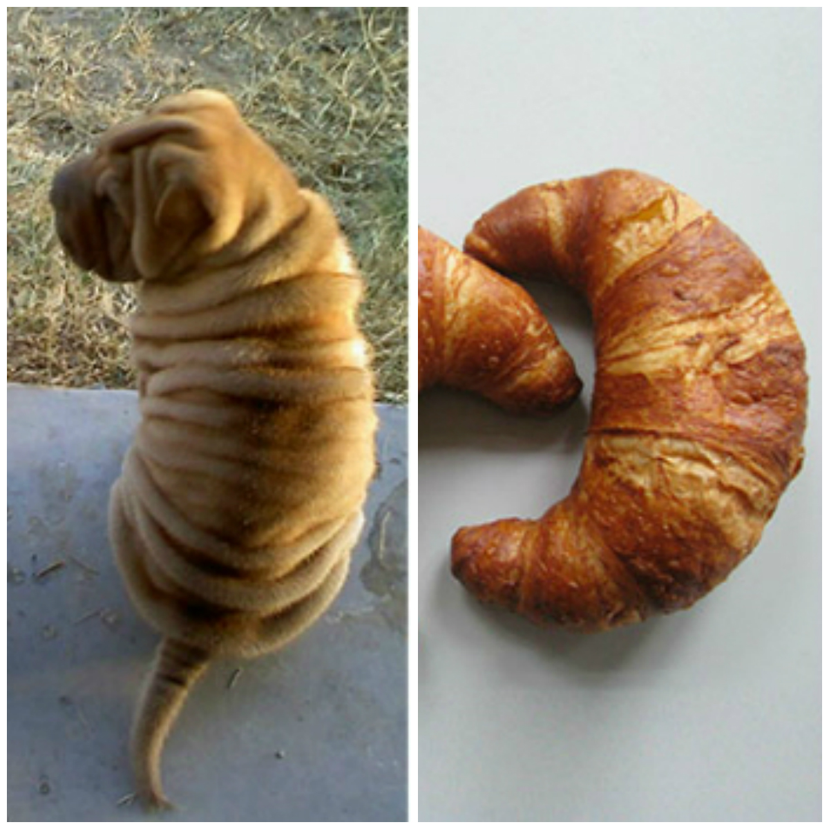 a dog thats look like bread