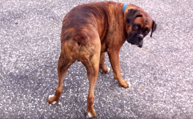 why do boxers get their tails cut off