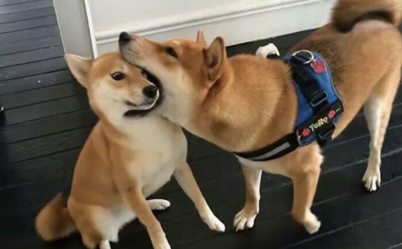 15 Times Dogs Proved It Was A Dog Eat Dog World BARK Post