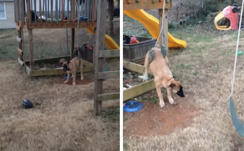 Playful Dog Stuck On A Swing Regrets Everything BARK Post