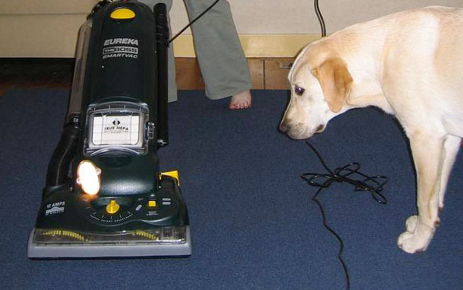 The Ultimate Showdown: 13 Absurdly Funny Gifs Of Dogs vs. Vacuums