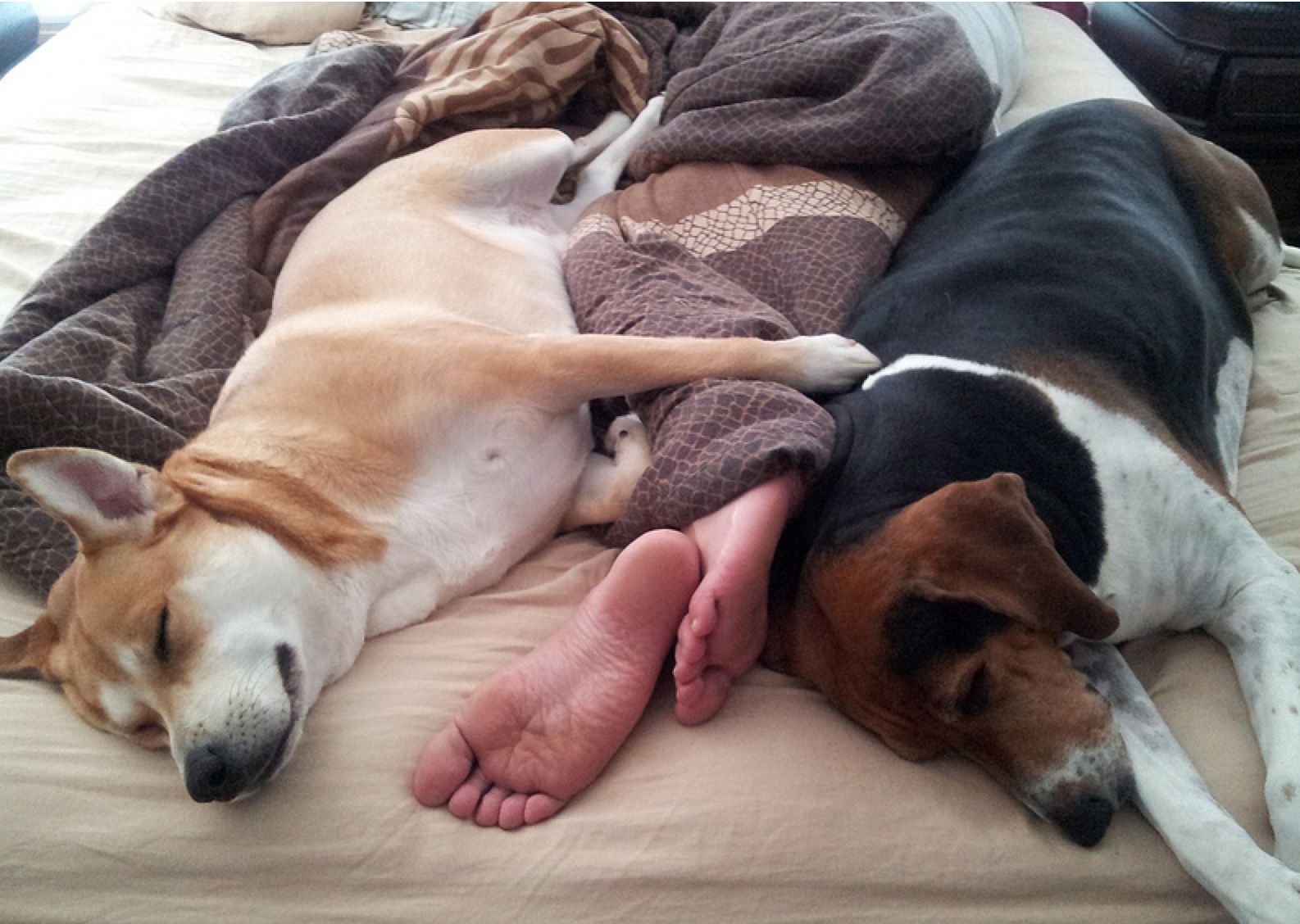 Почему собаки спят в ногах. Спящие животные смешные.