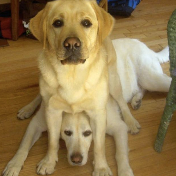 why do dogs sit on each other