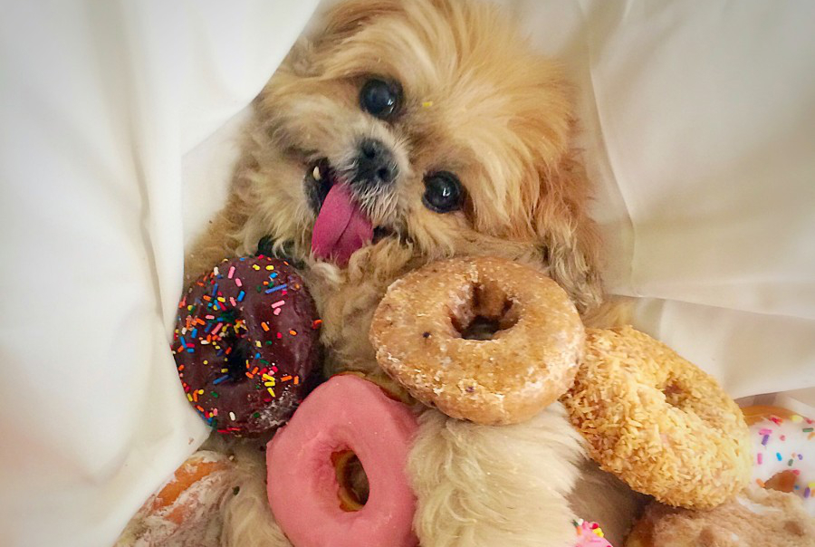 what happens when a dog eats a donut