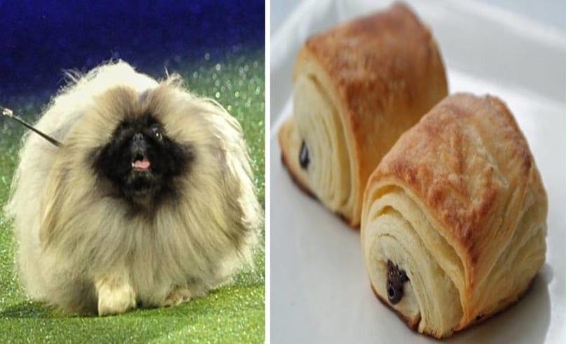 Eric pekingese hot sale