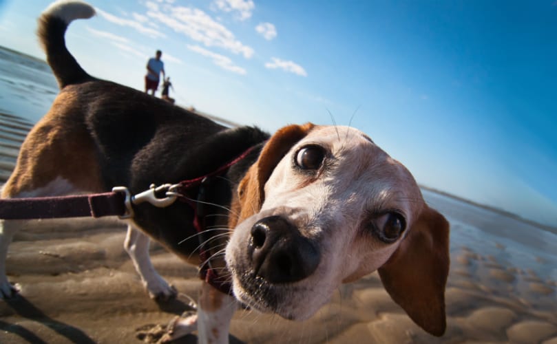 dog pulls backwards on leash