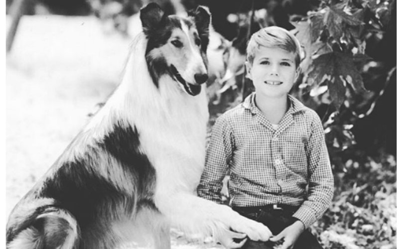 Pal (1940 – 1958) was a Rough Collie (male) actor and the first in