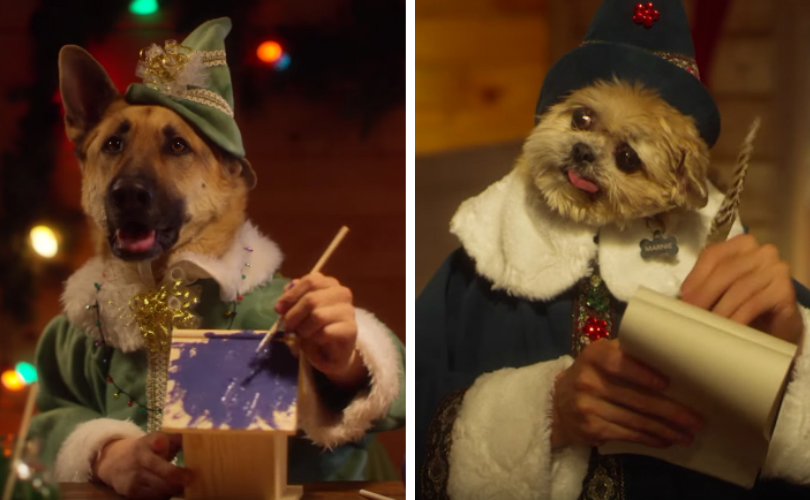 Santa's Team Of Furry Little Helpers Spread Adorable Cheer In New