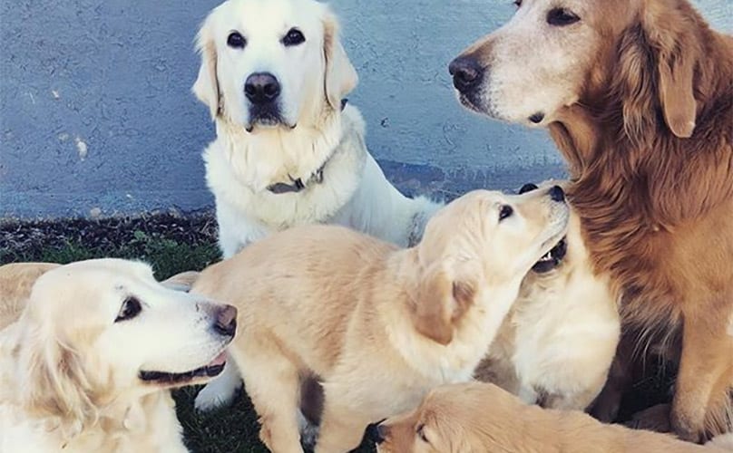 Meet The Goldens Of Chicago, The Most Adorable (And Functional) Family ...