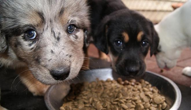 The Truth About Dog Hoarding And What You Can Do About It - BARK Post