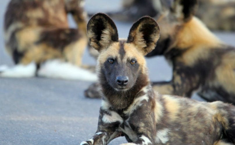 8 Wild Animals You Won't Believe Are Related To Your Dog - BARK Post
