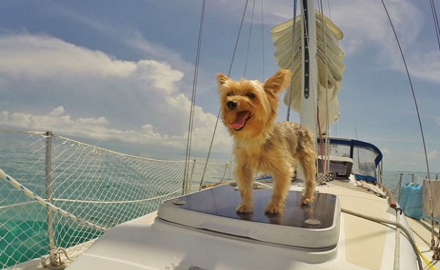 are there any cruise ships that allow dogs