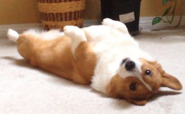 Supremely Lazy Corgi Doesn't Know How Fetch Works