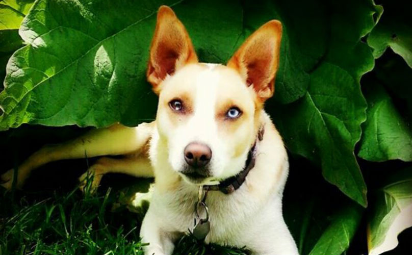How Do Dogs Get Two Different Eye Colors - BARK Post