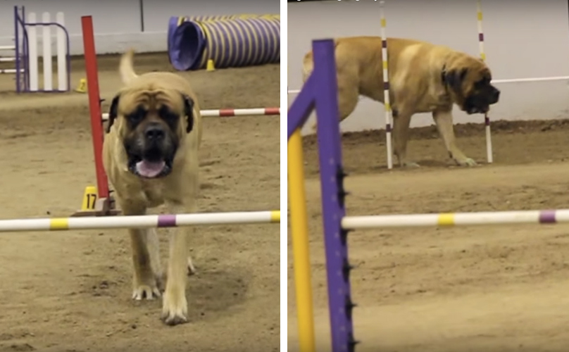 Massive Mastiff Takes His Sweet Time With This Agility Course BARK Post