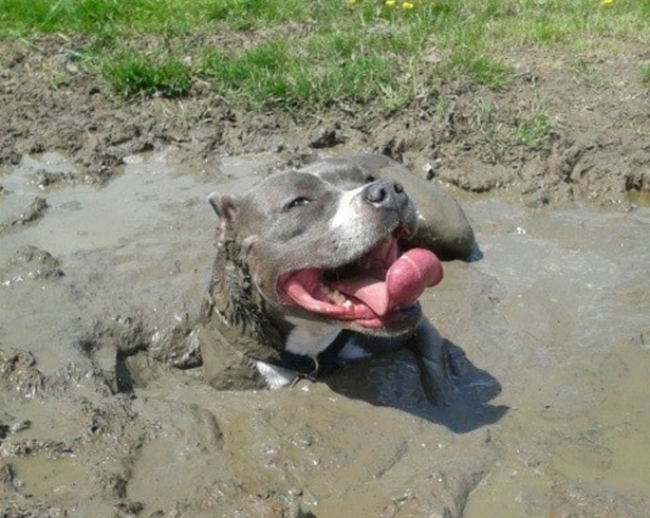 dog rolls in mud