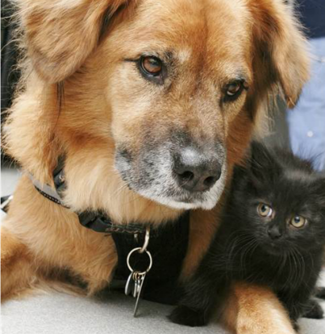 Кошечки собачки собака вик. Беспородные кошки и собаки. Собака собака. Бездомные котики и собачки. Котята и щенки в приюте.