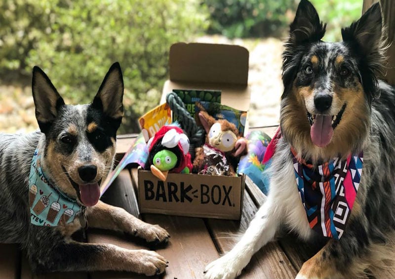 Actual barkbox reviews with photos videos of real dogs bark post