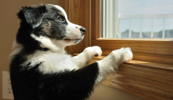 https://post.bark.co/wp-content/uploads/2021/09/puppy-looking-out-window.jpg