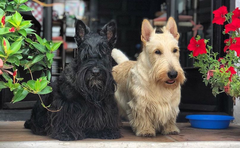 how much is scottish terrier