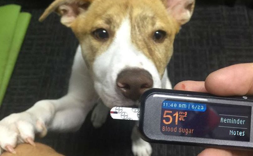 This Is How Dogs Detect Low Blood Sugar In Folks With Diabetes BARK Post