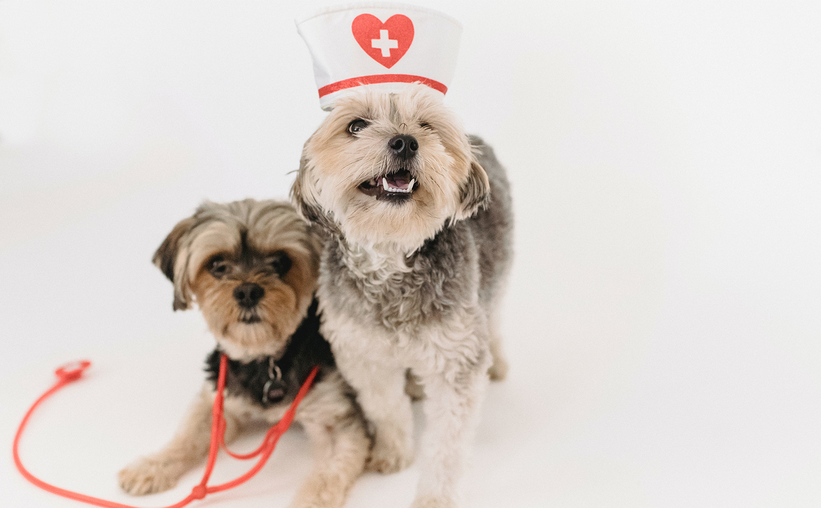 dog with nurse's hat and stethoscope