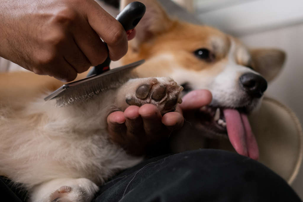 corgi being brushed with its tongue out