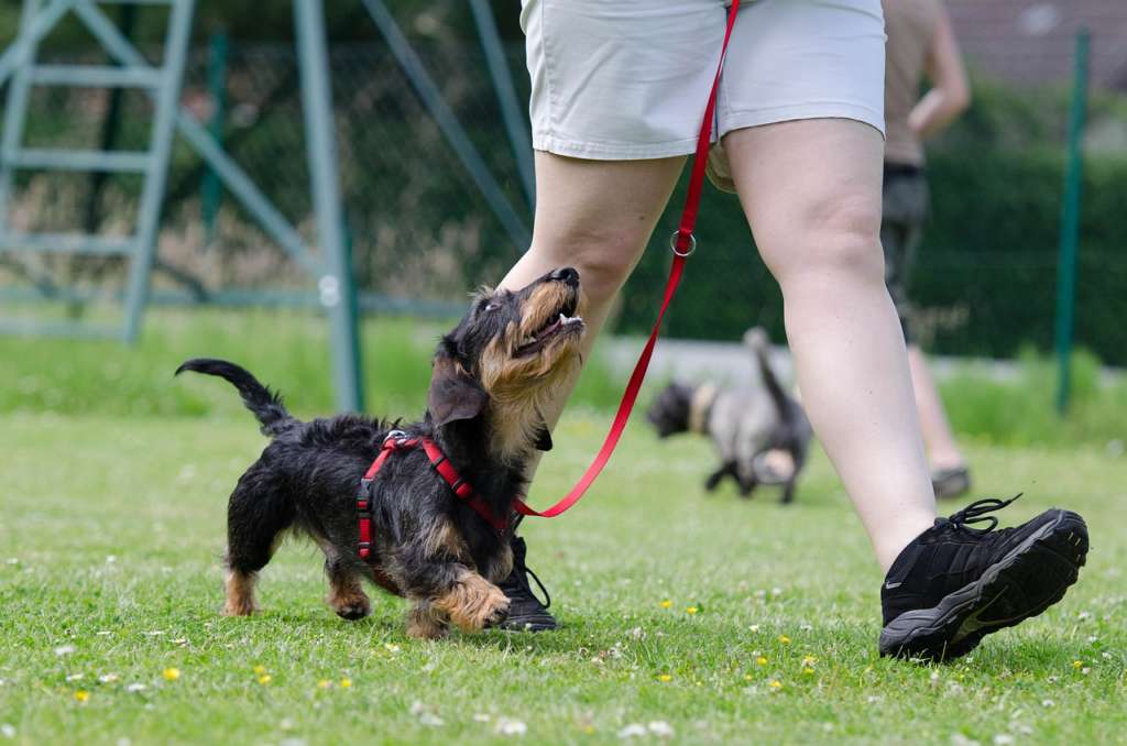 dachshund on a leash 