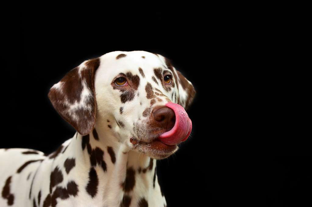 dalmatian licking its nose