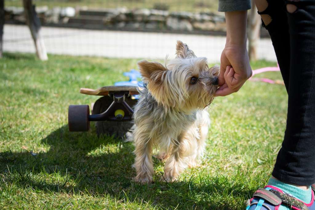 yorkshire terrier standing near skateboard