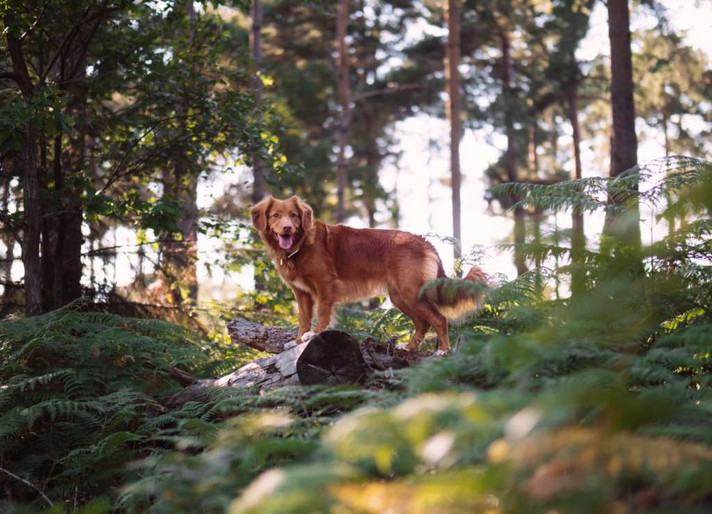 dog in the woods standing on a log