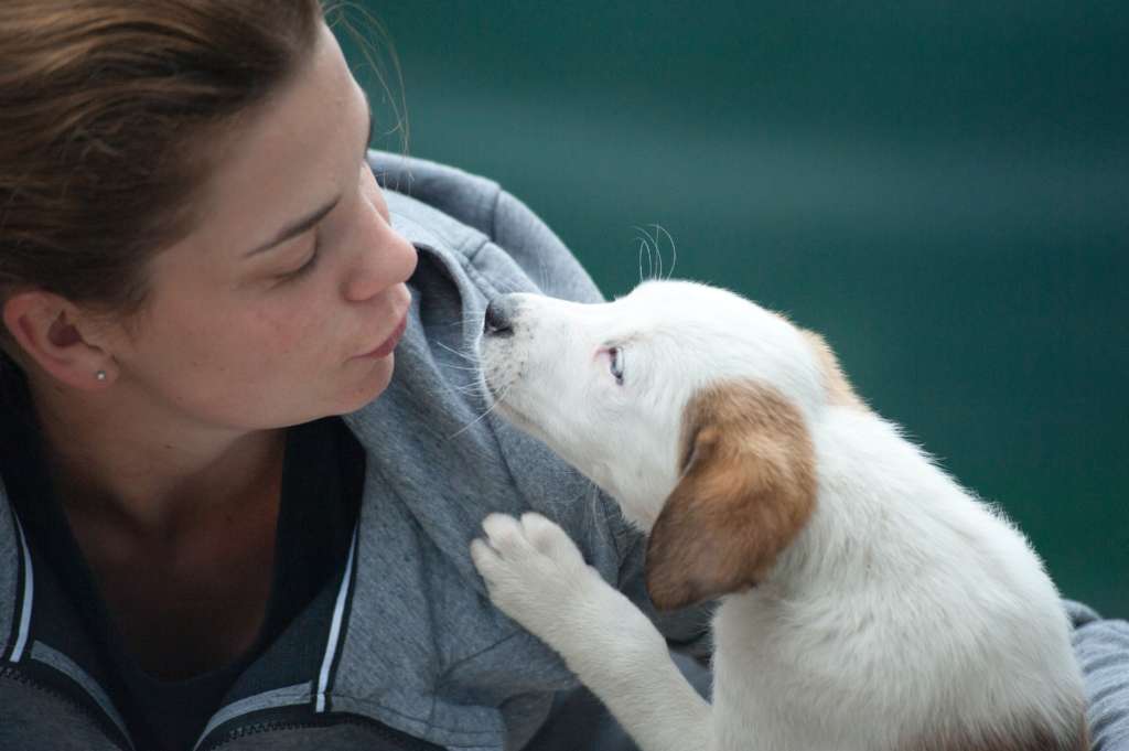 puppy and owner kissing