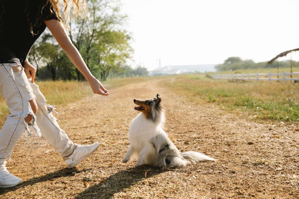 dog training on a dirt road