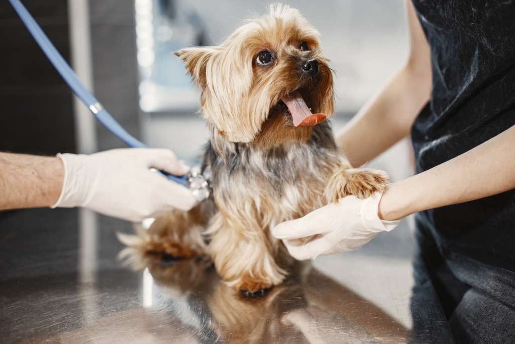 yorkshire terrier on a vet table