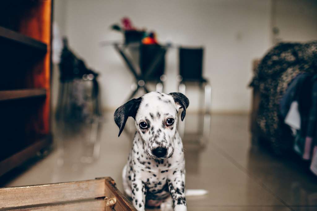 Dalmatian puppy looking guilty