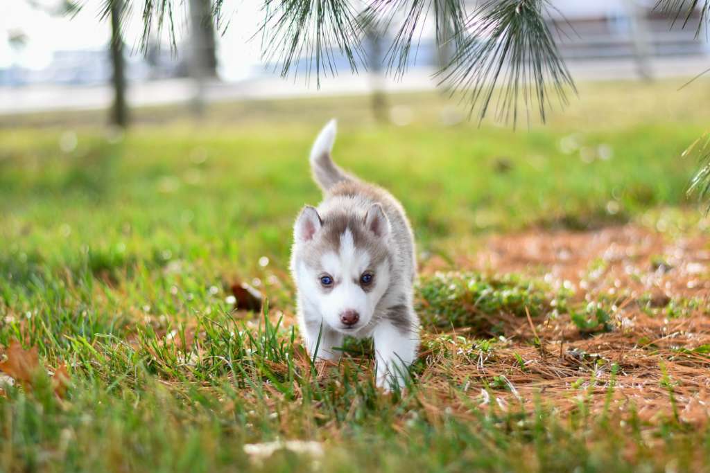 husky puppy in grass