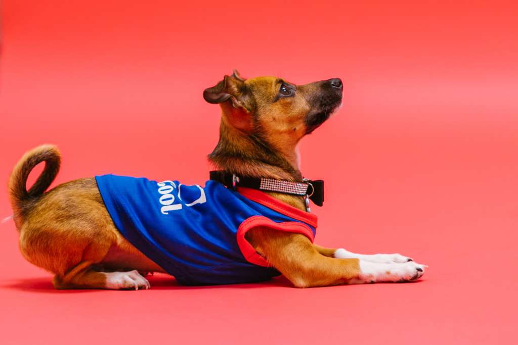 dog in a jersey