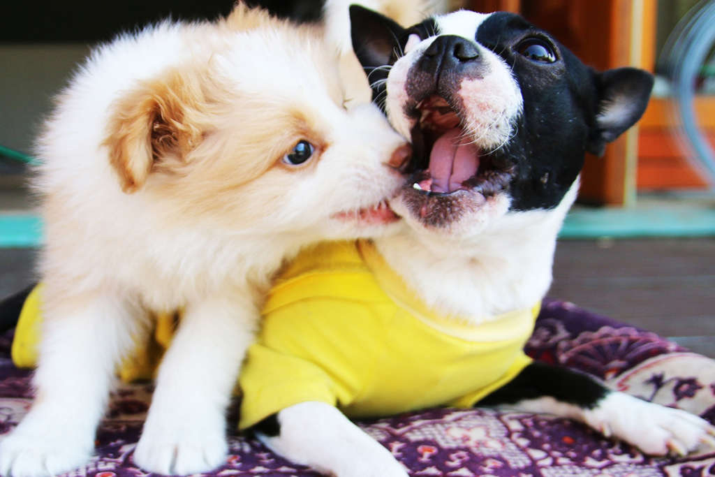 two puppies play biting