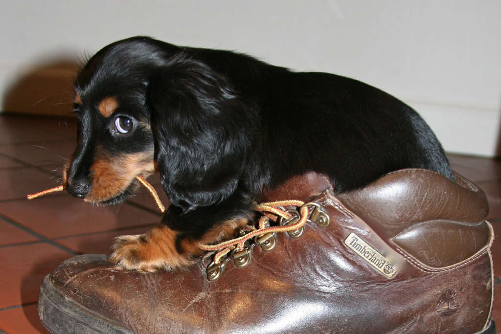 puppy chewing on a shoelace looking guilty
