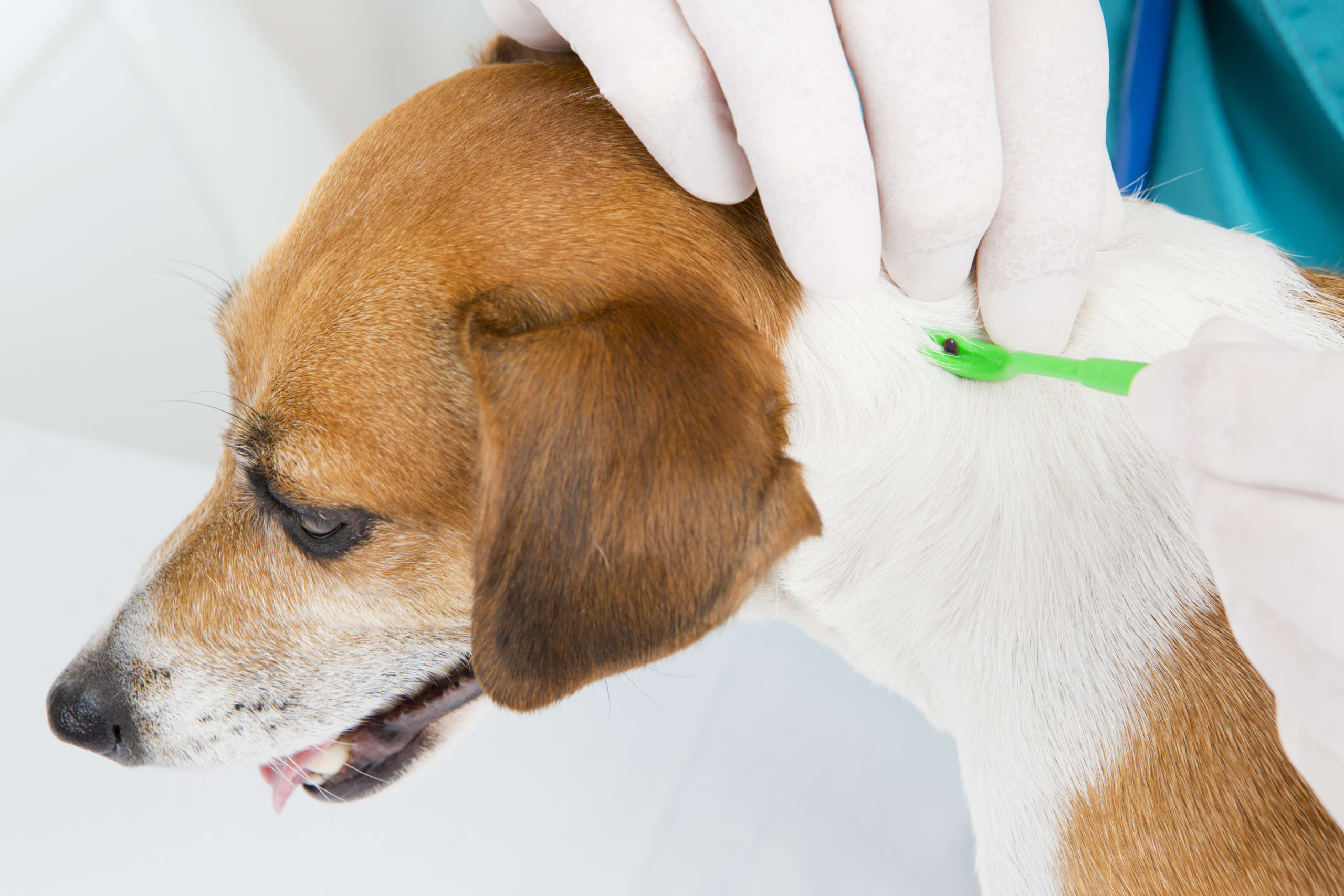 Антибиотики при укусе собаки. Клещи пироплазмоз у собак.