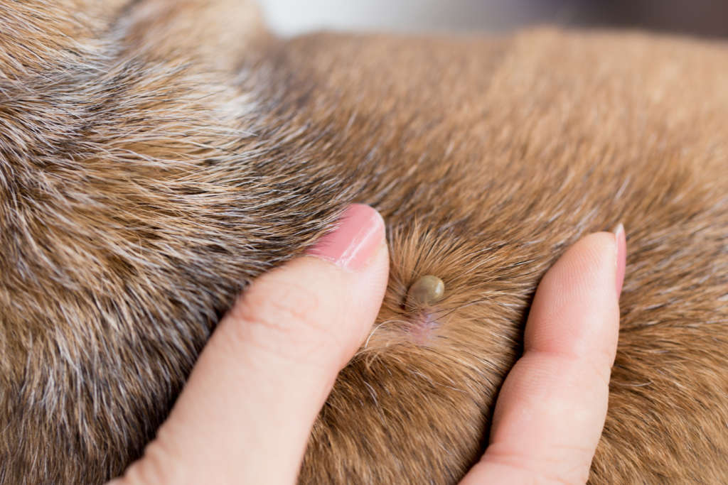 tick on a dog in its fur