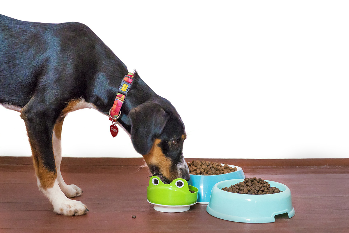 dog eating food out of multiple bowls