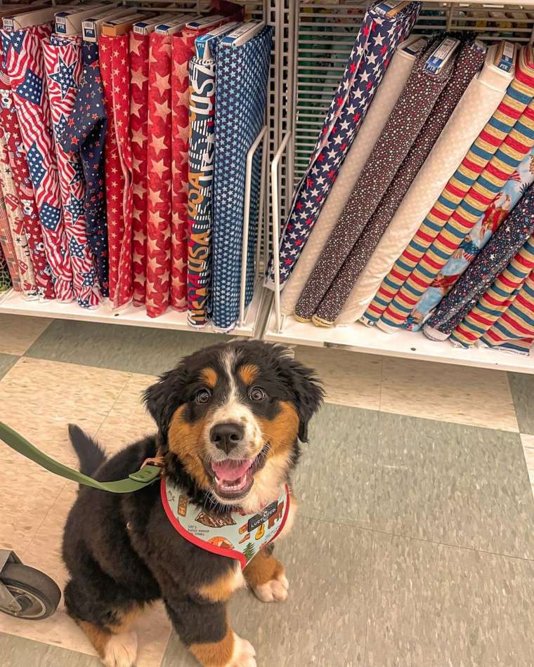 35 DogFriendly Stores