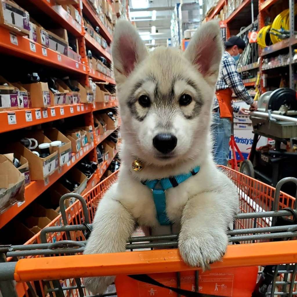 Home depot shop and dogs