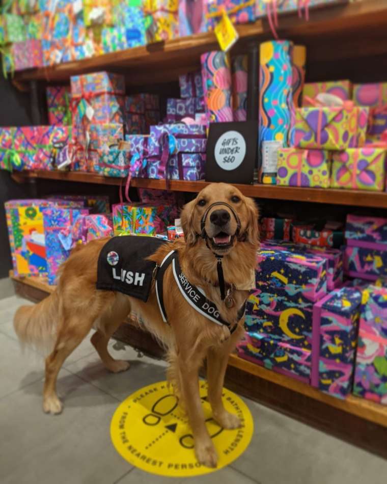 35 DogFriendly Stores