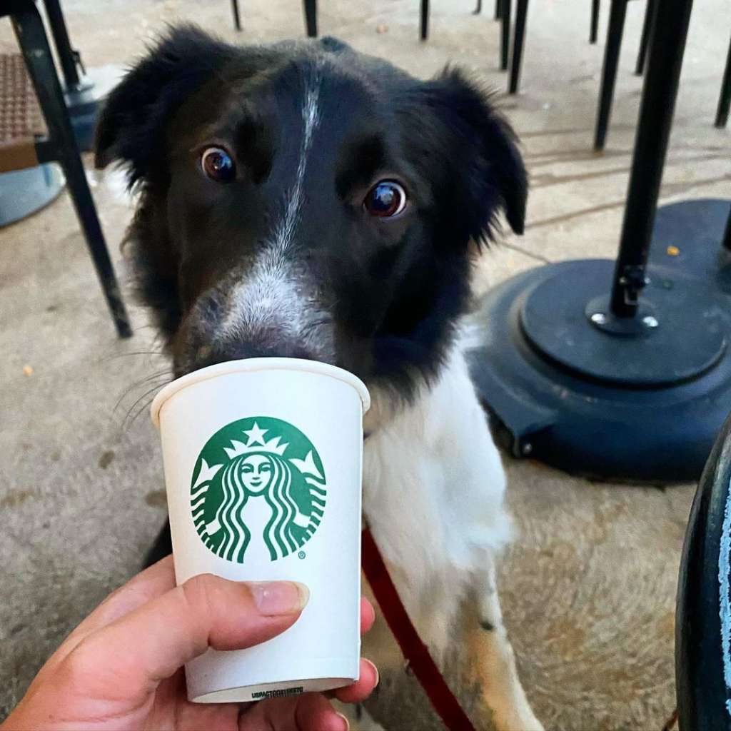dog eating starbucks puppuccino