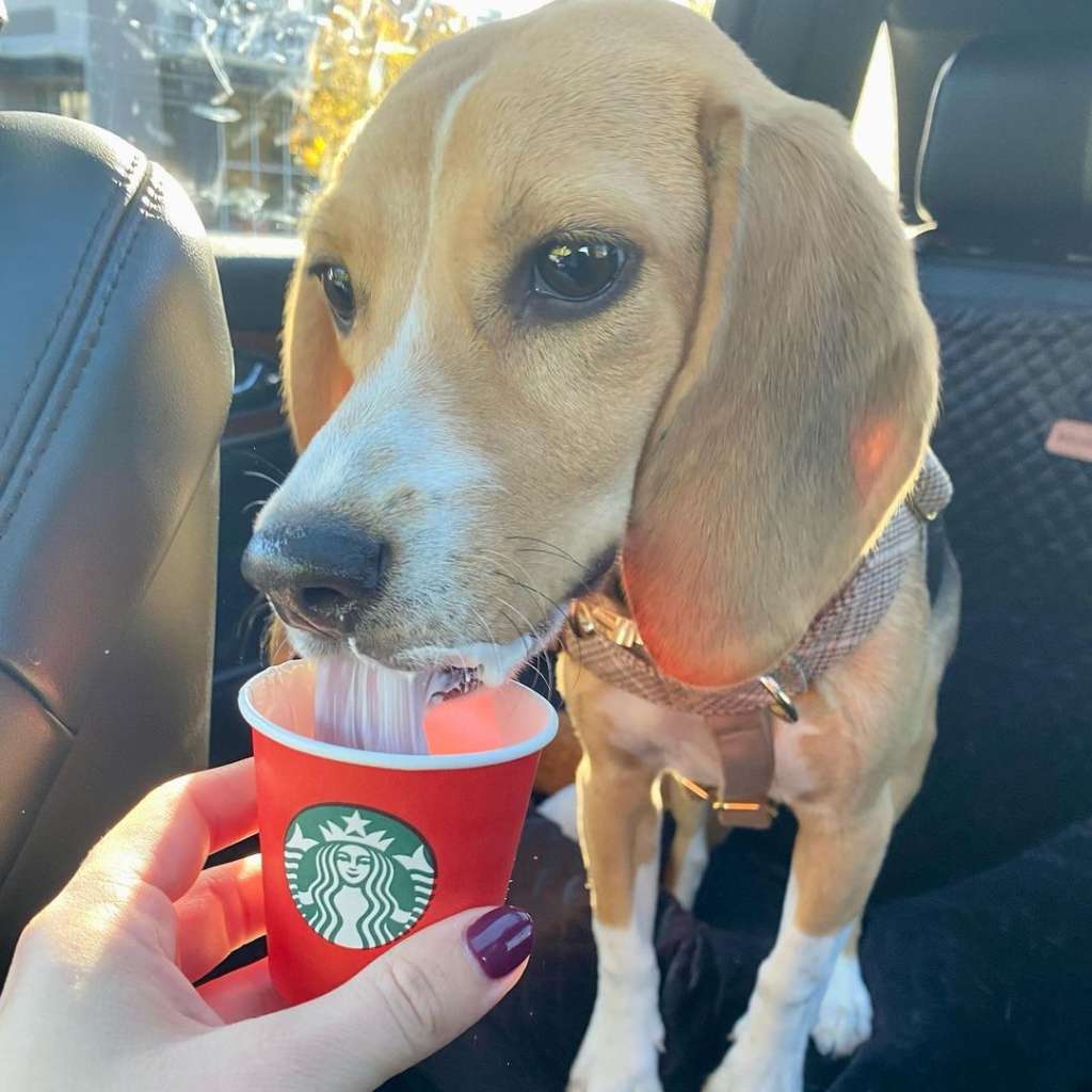 beagle with starbucks puppuccino