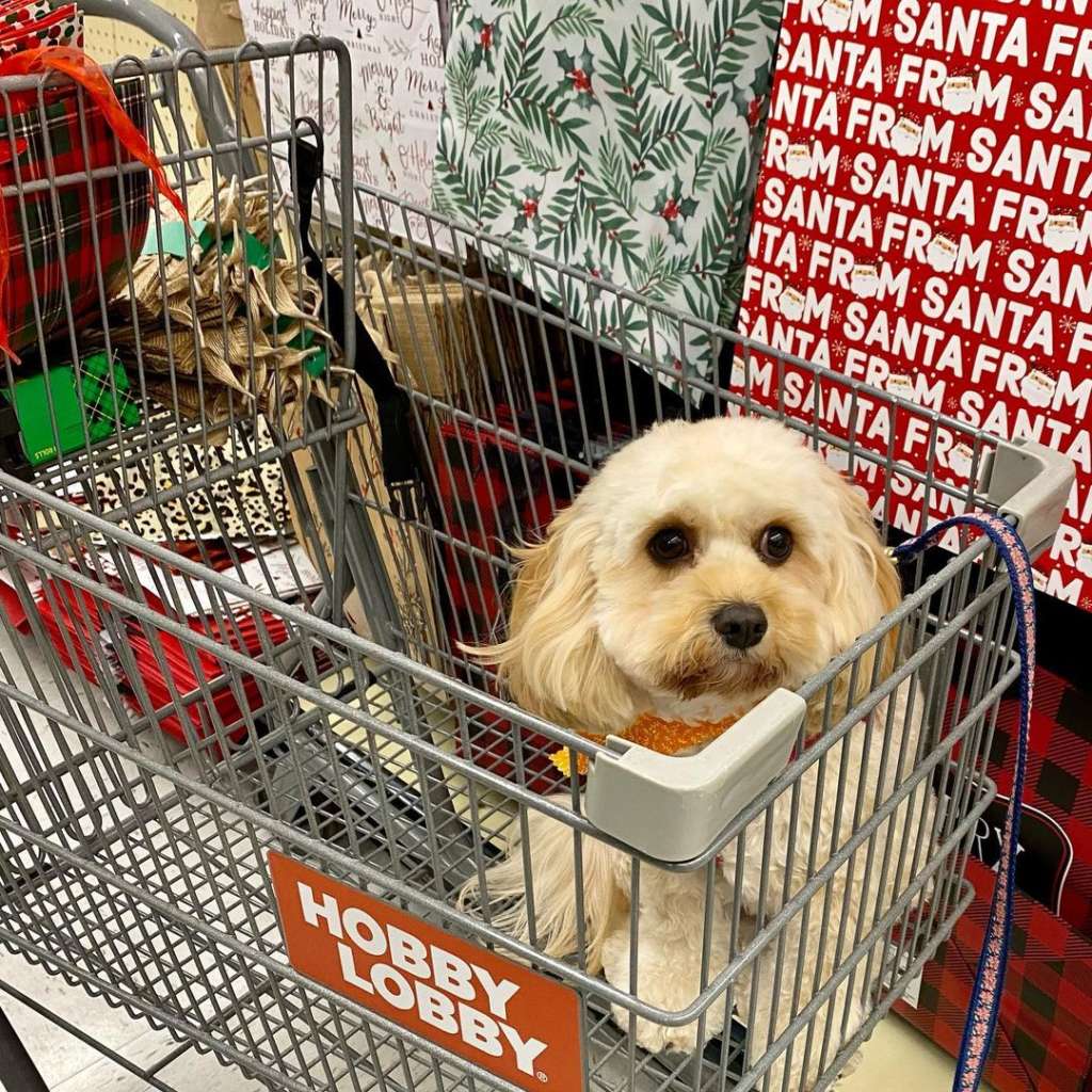 can you take your dog into home depot