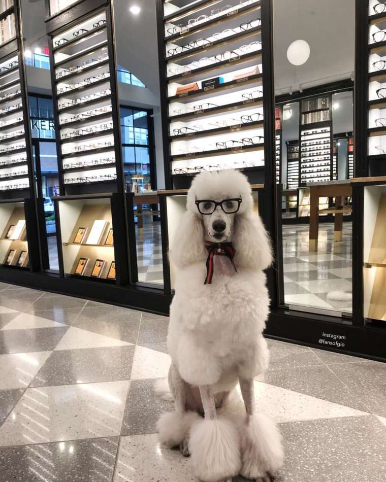 35 DogFriendly Stores